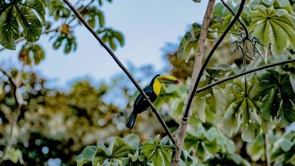 Panamá Cerro Ancón - Foto experiencia Naturaleza – Autoridad de Turismo de Panamá – Tripea Lo Tuyo 2025