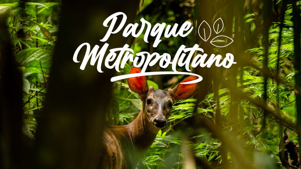 Panamá Parque Metropolitano – Foto destino – Autoridad de Turismo de Panamá – Tripea Lo Tuyo