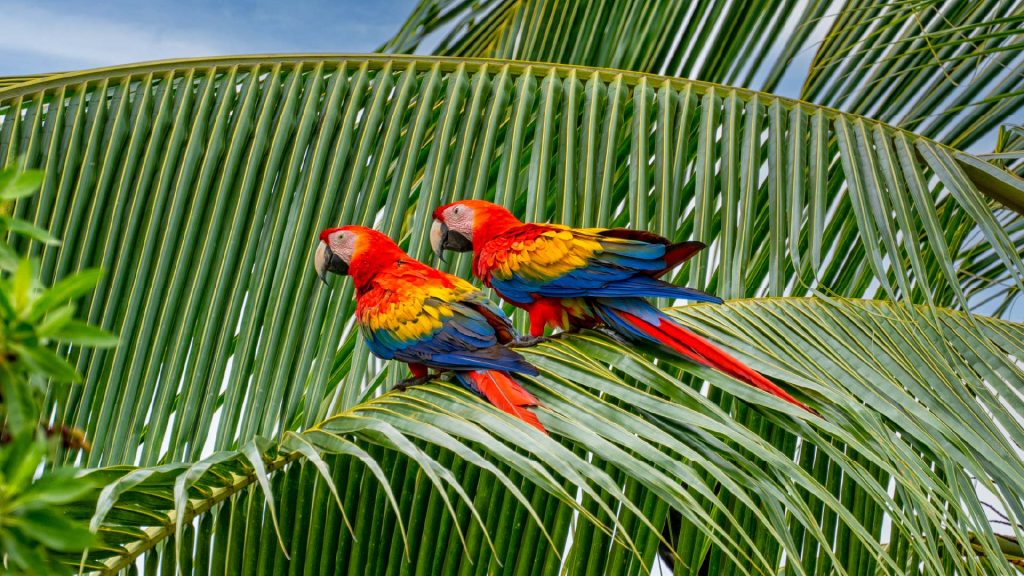 Veraguas Isla Coiba – Foto experiencia Aviturismo – Autoridad de Turismo de Panamá – Tripea Lo Tuyo